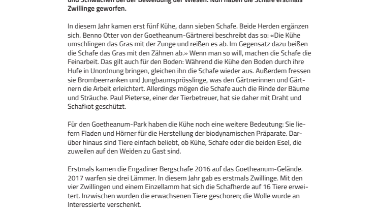 Erstmals Zwillingsschafe. ​Im Goetheanum-Park weiden wieder Kühe und Schafe – und zuweilen Esel
