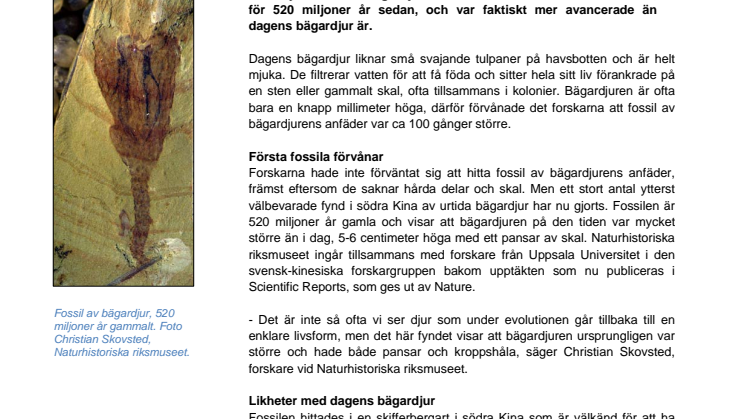Bepansrade bägare bland de första djuren