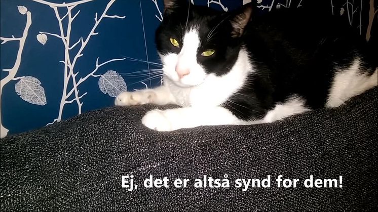 Hvorfor skal du støtte Kattens Værns arbejde?