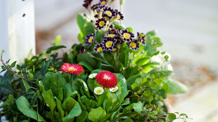 Bellis