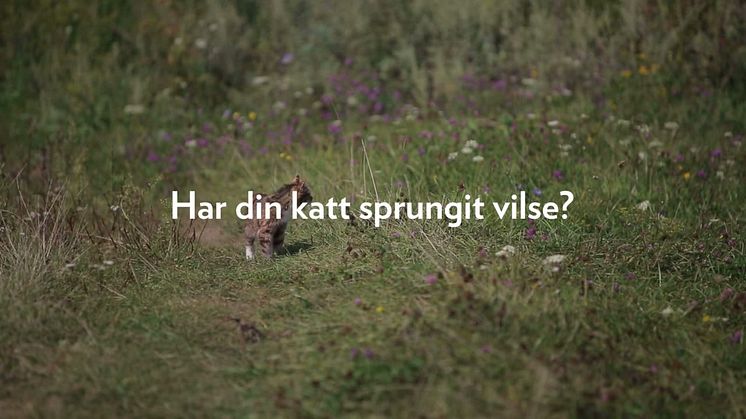 VILSE.NU #förvarendakatt