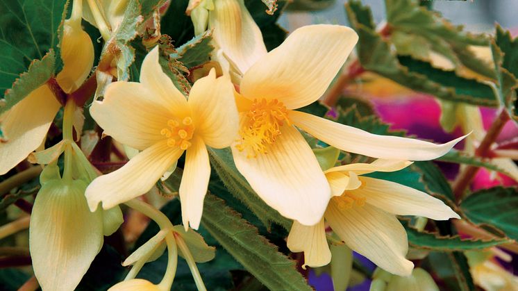 Begonia boliviensis Summerwings Boliviabegonia 