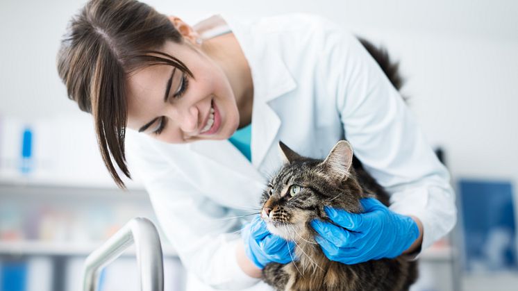 Auch Katzen und Hunde wollen gut versorgt sein!