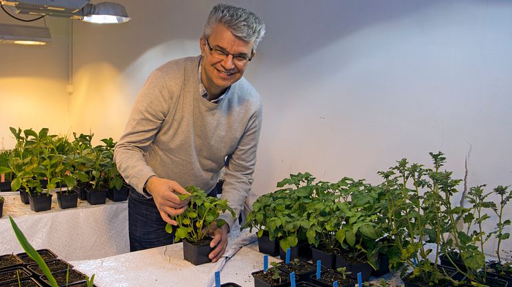 Nystartat forskarföretag har ny teknik för giftfri odling
