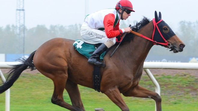 Omar Zawawis Gold Tyranny är en av de stora favoriterna i Svenskt Derby som rids på söndag den 16 juli