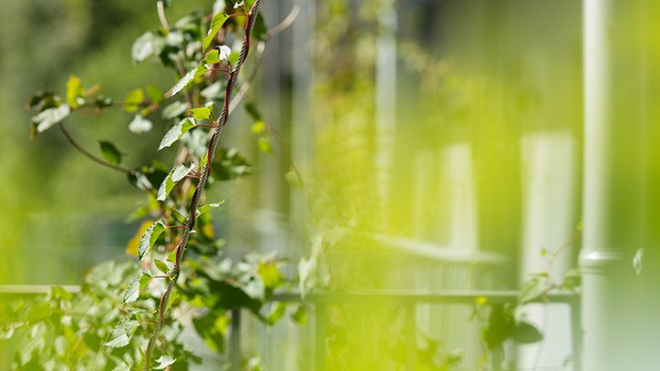 Klängvegetationen trivs med flexibelt växtvajersystem från Urbangreen