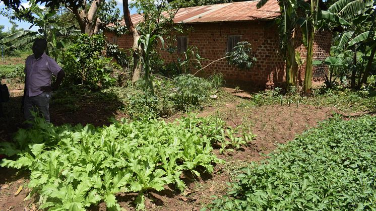 Agroekologiskt jordbruk i Uganda. Foto The Hunger Project