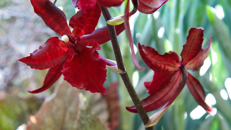 Orkidé Colmonara 'Massai red'