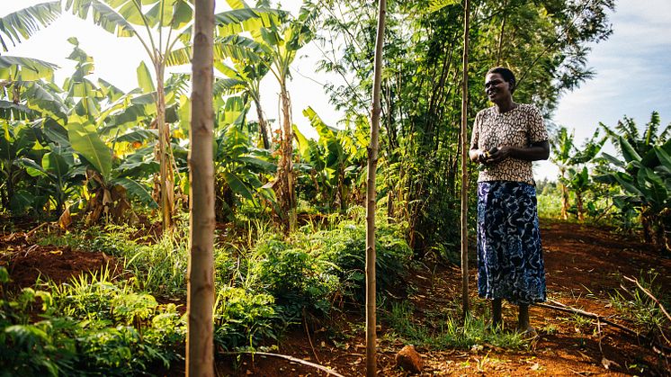 Benta Muga i Kenya använder agroforestry på sin gård och planterar grödor tillsamman med träd. Foto: Amunga Eschuchi, Vi-skogen