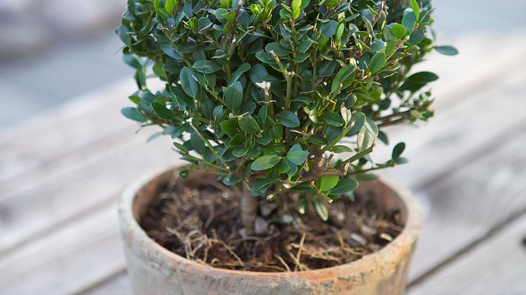 Ilex crenata 'Dark Green'