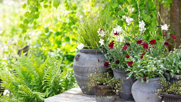 HRL2_Chokladskära Sommarljus Carex Phoenix Green Muehlenbechia