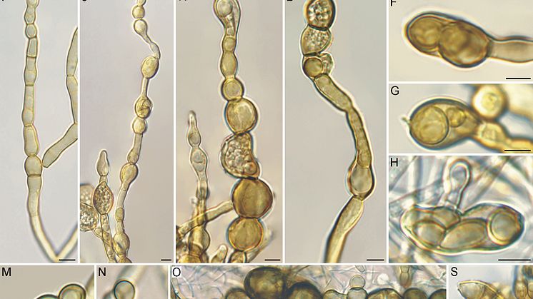 Bradymyces graniticola