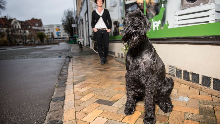 Jiddra är Årets bragdhund 2015