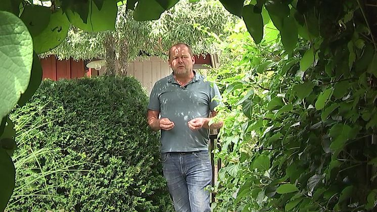 John Taylor om häckplantering