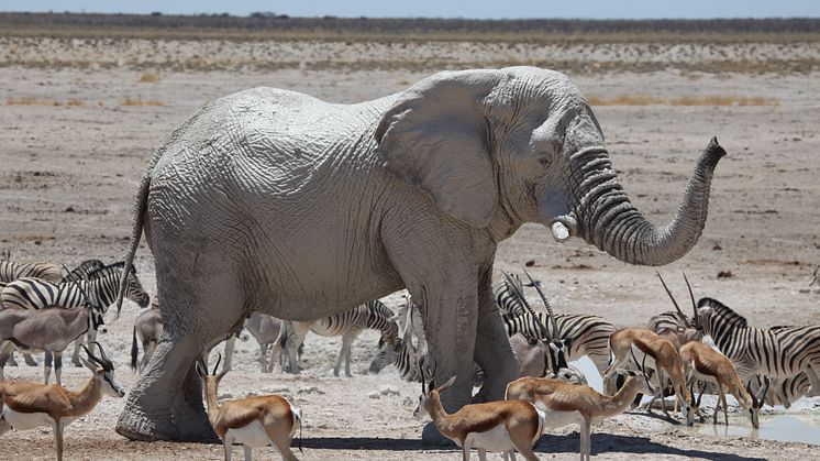 WWF Namibia och Jambo Tours samverkar för rätt och vist resande