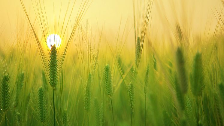 KSLA Seminar on 15 Oct, 2021: Future Food Systems – the role of gene edited crops