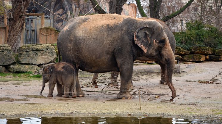 Zoo Leipzig - Elefanten im Freigehege