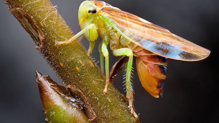 Dvärgstrit. I gruppen insekter som inte har puppstadium finns 3 300 arter i Sverige.