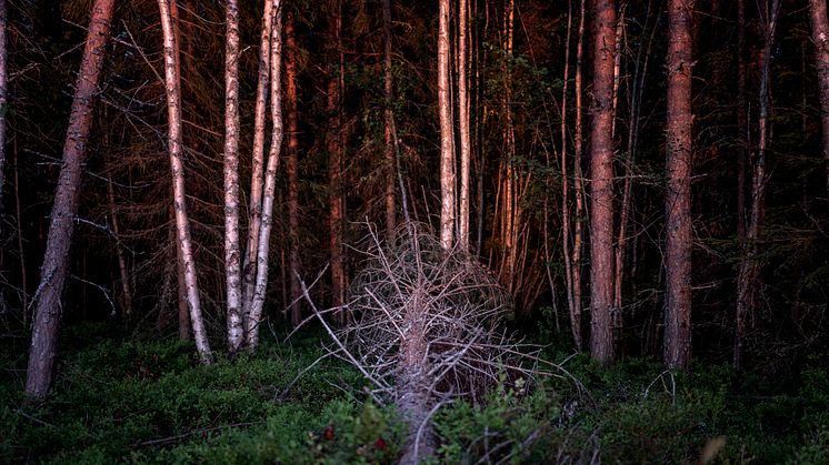 X60-X84 foto David Lundmark 1