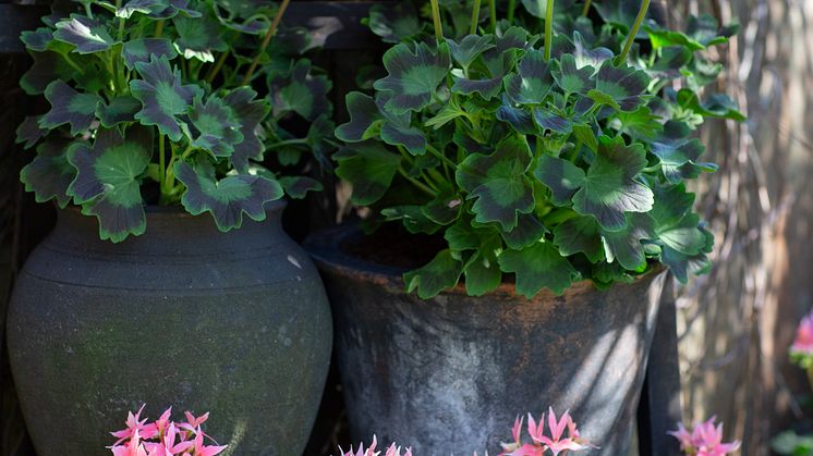 Årets Pelargon 2025 15 Pelargonium Summer Twist Rose foto annikasnaturligating.jpg