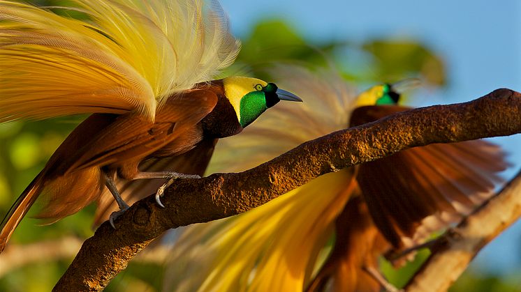 Adultes Männchen des großen Paradiesvogels