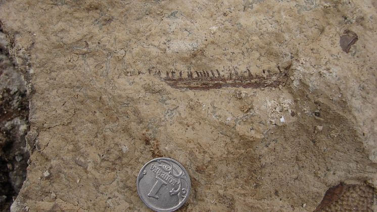 Tetrapod dentary