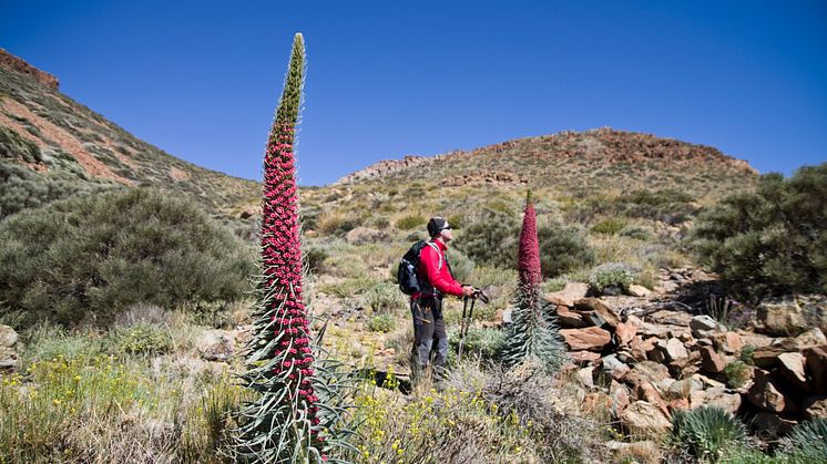 Hiking in Teide National Park (imaged owned by Tenerife Tourism Board)