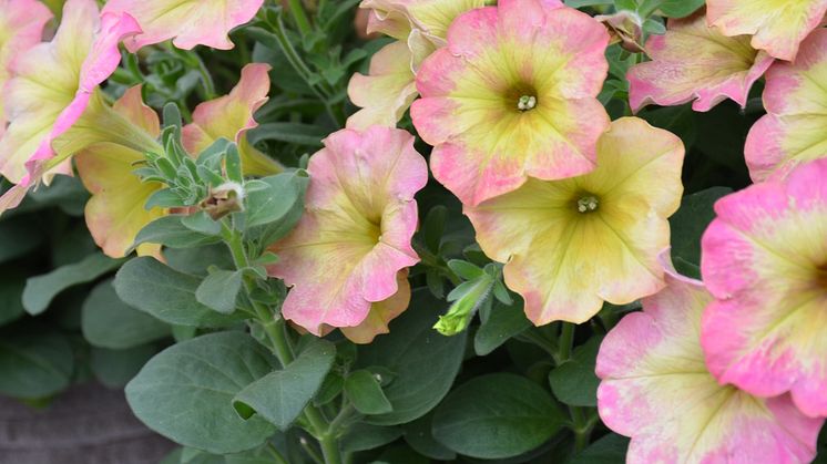 Petunia ´Antique Shades´ - är den sofistikerad?