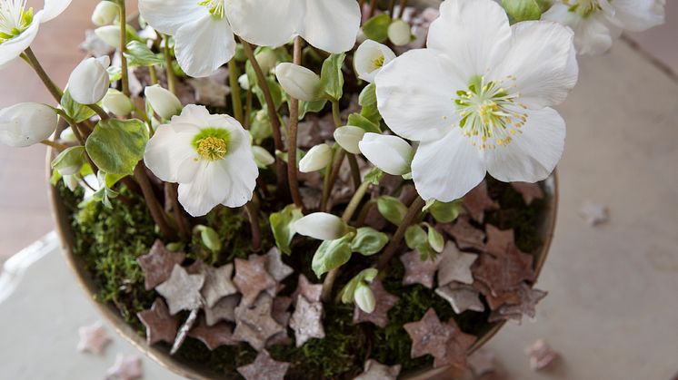 Helleborus 'Verboom beauty'