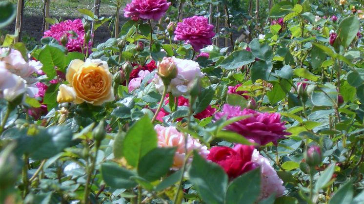 Nur zwei zertifizierte Bio-Rosenbetriebe gibt es in ganz Deutschland. Einer davon ist die Bioland-Rosenschule Uckermark im brandenburgischen Radekow. Foto: Bioland-Rosenschule.