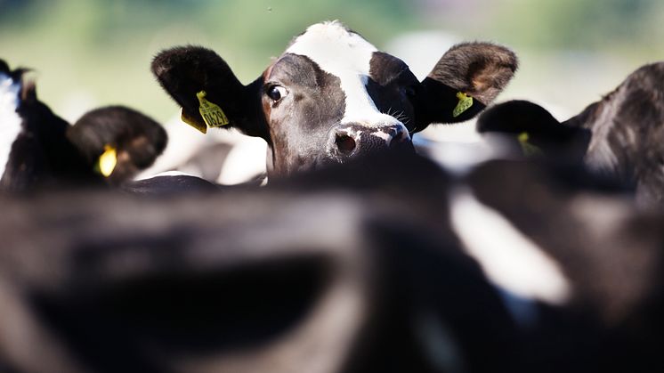 Skånemejeriers hållbarhetsredovisning publicerad