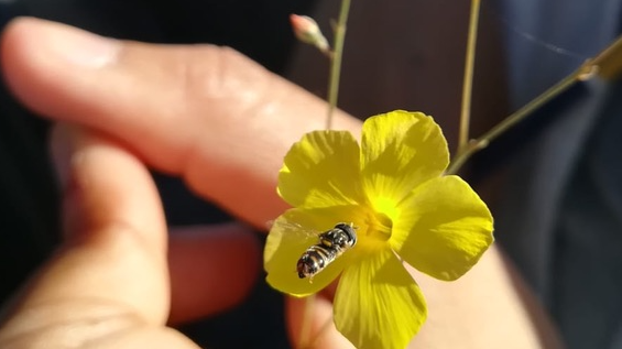 Insektspollinatör besöker den vilda linarten Linum tenue. Foto: Juanita Gutiérrez-Valencia