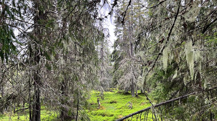 Med nuvarande avverkningstakt kommer ekologiskt värdefulla gamla skogar att vara borta om 50 år. Foto: Daniel Metcalfe