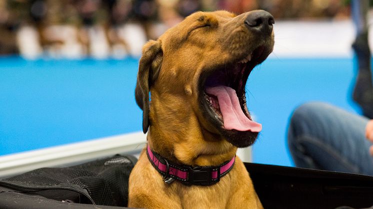 Populärt att gå till hundpsykolog: ”Idag bryr man sig mer om sin hund”