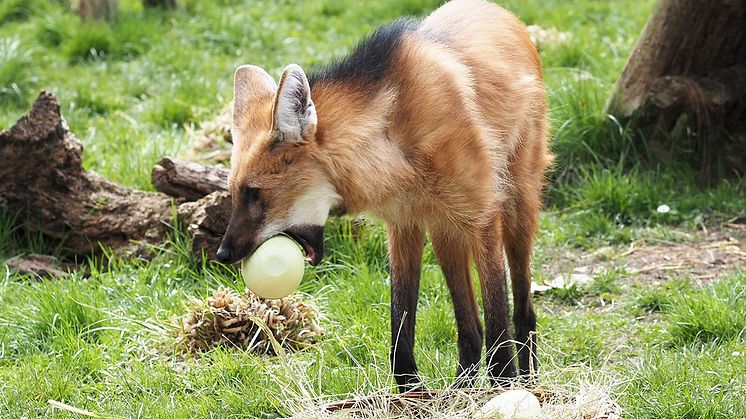  Zoo Leipzig - Tierisches Osterspektakel mit den Mähnenwölfen