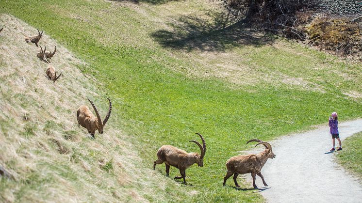 Steinbock-Beobachtung in Pontresina