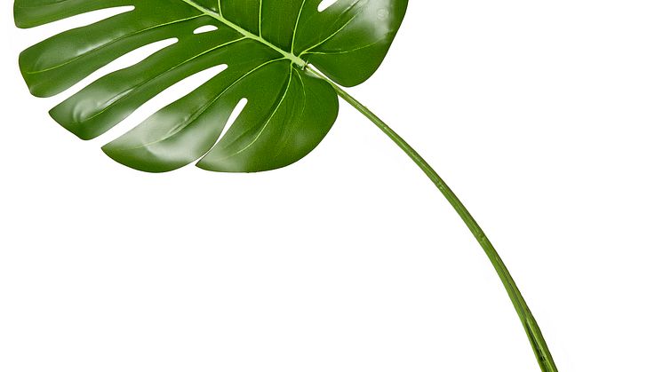 Monstera