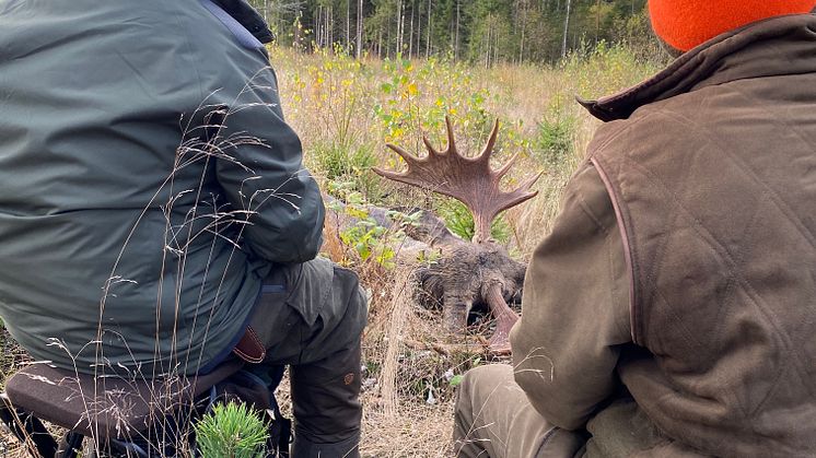 Älgjakten i norr startar numera den 1:a september
