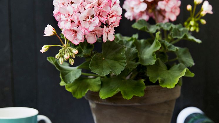 Årets Pelargon 2018 heter zonalpelargon, Pelargonium x hortorum ’Picotee Pink’. Foto. Lina Arvidsson