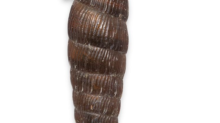 Klubbspolsnäcka_Clausilia_pumila_Foto_Jonas_Roth