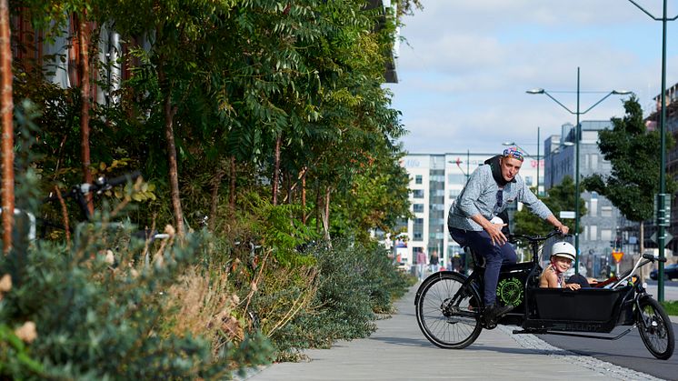 Ohboy, intensiv växtlighet på förgårdsmarken