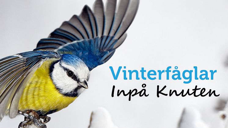 ”Vinterfåglar Inpå Knuten” 27–30 januari 2023
