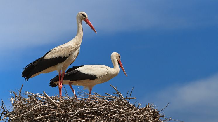 Storkar_iStock-177815662.jpg