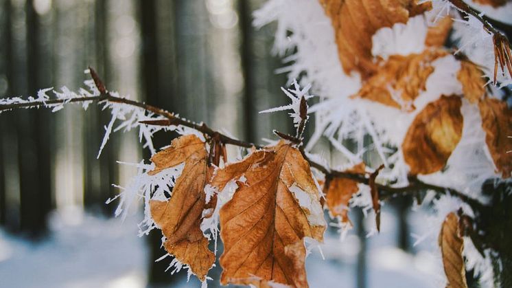 Callunas julgåva 2023 går till Naturarvets arbete med skydd av värdefulla gammelskogar. Foto: Caleb Stokes (unsplash.com).