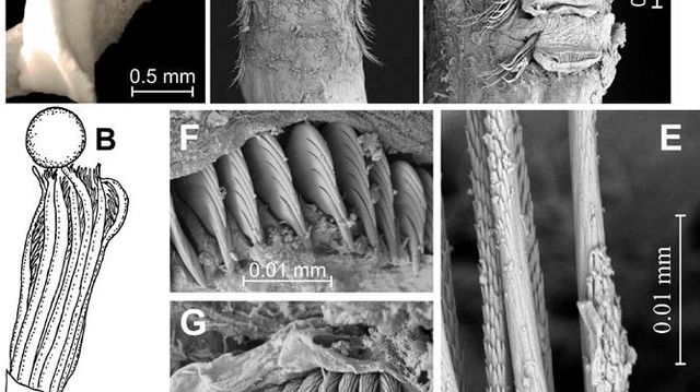 Protis akvaplani (from Rzhavsky et al. 2013). 
