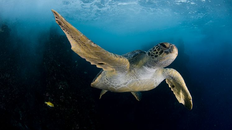 1.3.P.11. Pristine Seas National Geographic cr Enric Sala