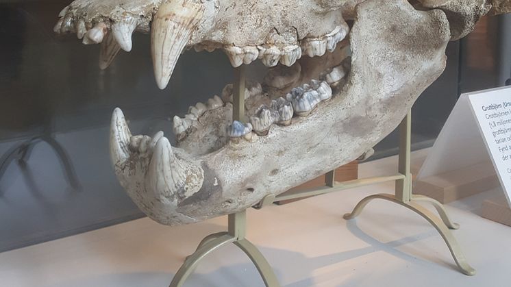 Grottbjörnars DNA finns kvar i dagens brunbjörnar