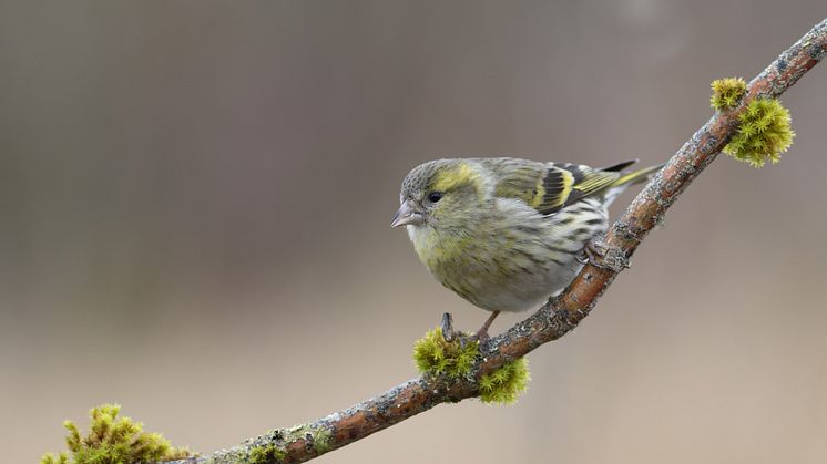 Grönsiska, arten som bjöd på årets skräll och landade på plats tre av topp tio.