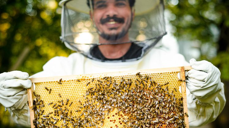 Al-Moussa pěstovat včely na rodinné farmě a letos se k tomu vrátil v rámci inovativního projektu Townbee