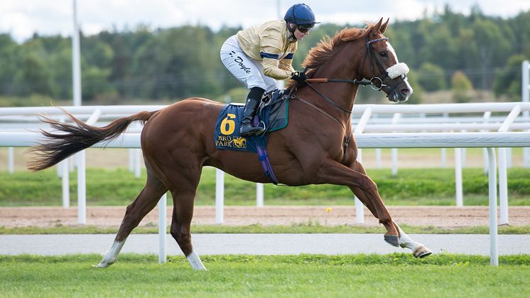 Manitou och Hollie Doyle vinner Appel Au Maitre Svealandlöpning.  Bro Park 220918 Foto: Elina Björklund / Svensk Galopp